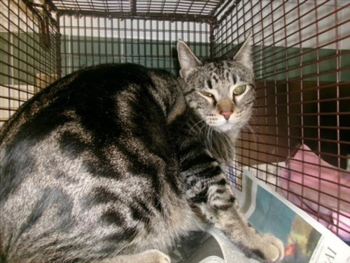 PIXEL, an adoptable Domestic Medium Hair in Van Nuys, CA