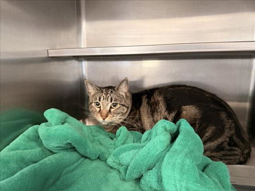 PIXEL, Adult Domestic Medium Hair (medium coat), cat for adoption in Alhambra, California