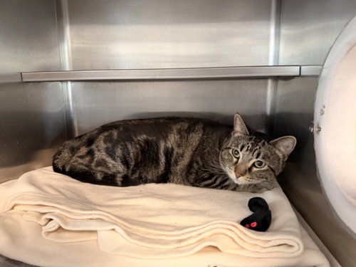 PIXEL, Adult Domestic Medium Hair (medium coat), cat for adoption in San Buenaventura (Ventura), California