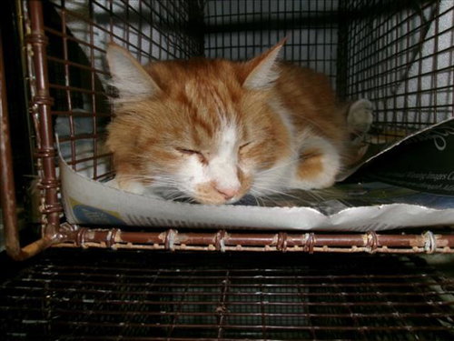OLIVE, Adult Domestic Short Hair (medium coat), cat for adoption in Alhambra, California