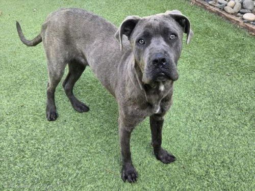 TOPO, an adoptable Cane Corso Mastiff in Van Nuys, CA