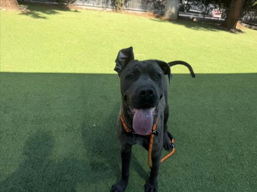 TOPO, an adoptable Cane Corso Mastiff in Van Nuys, CA