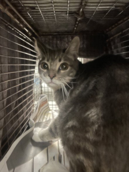 JALAPENO, Adult Domestic Short Hair (medium coat), cat for adoption in San Buenaventura (Ventura), California