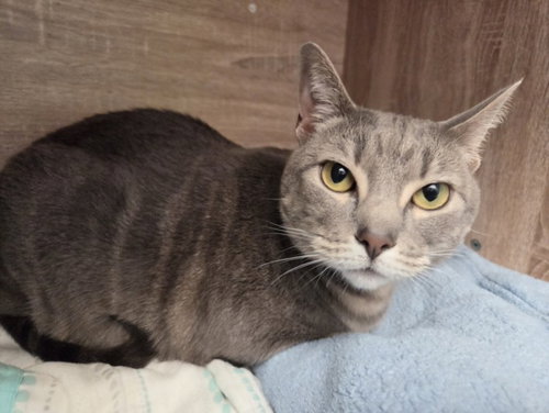 PACE, Adult Domestic Short Hair (medium coat), cat for adoption in San Buenaventura (Ventura), California