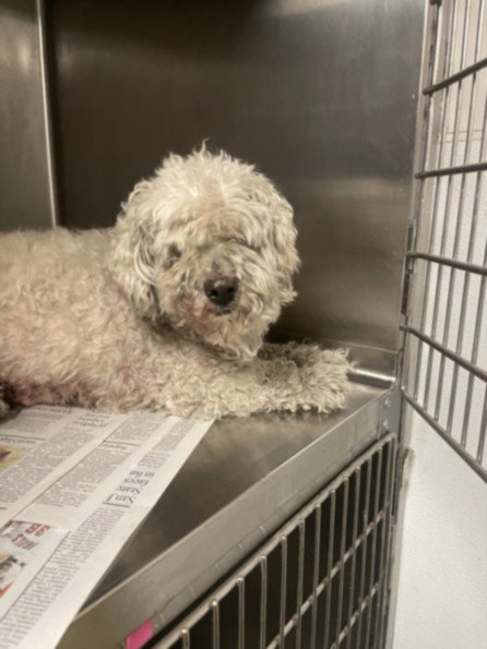 PHILIP, an adoptable Maltese in Van Nuys, CA