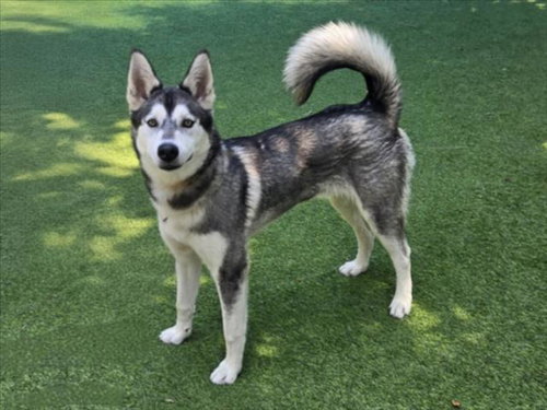 LANCE, an adoptable Siberian Husky in Van Nuys, CA