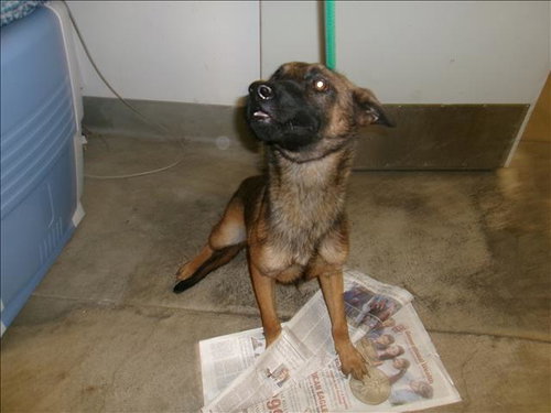 SNEEZY, an adoptable Belgian Shepherd Malinois in Van Nuys, CA