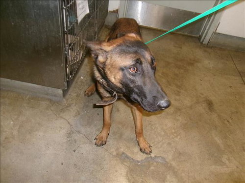 BASHFUL, an adoptable Belgian Shepherd Malinois in Van Nuys, CA