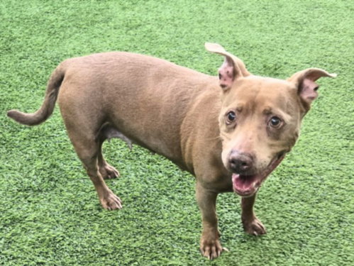 ROXY, an adoptable American Staffordshire Terrier in Van Nuys, CA