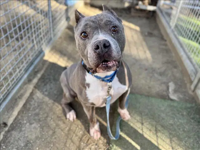 Don Ameche - Staffordshire Bull Terrier