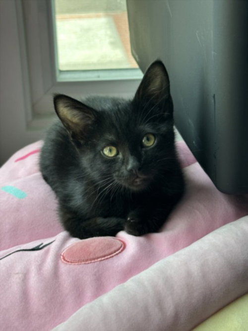 A2269593, Baby Domestic Medium Hair (medium coat), cat for adoption in San Buenaventura (Ventura), California
