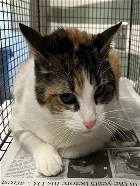 SASHA, Senior Domestic Short Hair (medium coat), cat for adoption in Alhambra, California