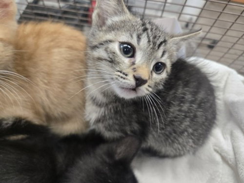 BENGI, Baby Domestic Short Hair (medium coat), cat for adoption in Alhambra, California