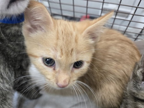 BENNY, Baby Domestic Short Hair (medium coat), cat for adoption in San Buenaventura (Ventura), California