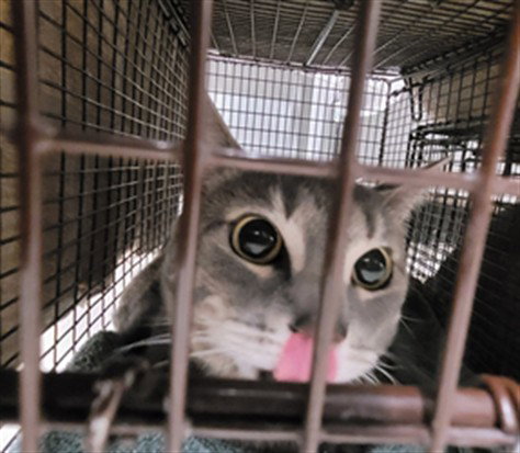 PAPRIKA, Adult Domestic Short Hair (medium coat), cat for adoption in Alhambra, California