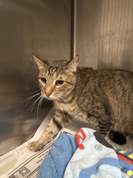 TAE, Adult Domestic Short Hair (medium coat), cat for adoption in Alhambra, California