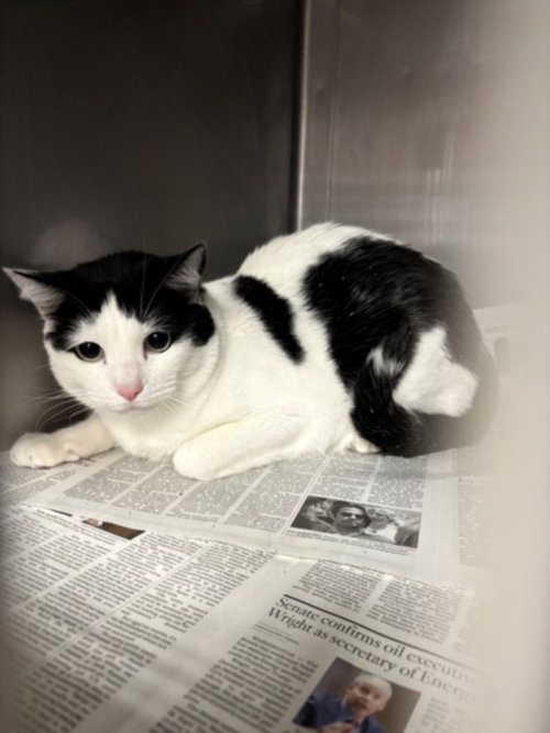 BLUE, Adult Domestic Short Hair (medium coat), cat for adoption in Alhambra, California