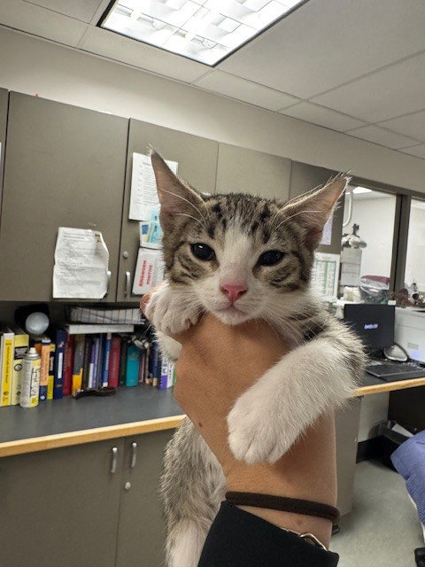 MILKIE, Baby Domestic Short Hair (medium coat), cat for adoption in Alhambra, California