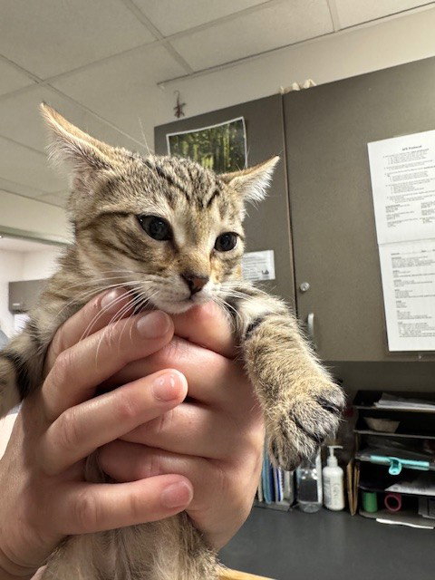COCO, Baby Domestic Short Hair (medium coat), cat for adoption in Alhambra, California