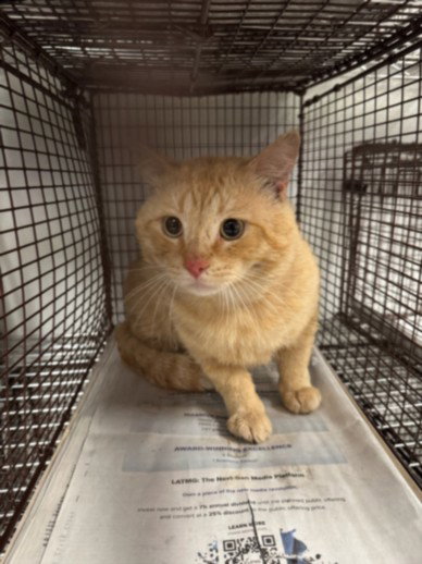 TOM, Adult Domestic Short Hair (medium coat), cat for adoption in Alhambra, California