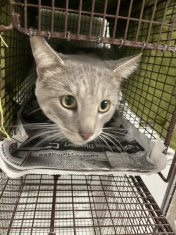 RIZO, Adult Domestic Short Hair (medium coat), cat for adoption in San Buenaventura (Ventura), California
