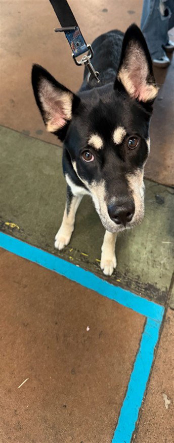LOUIS, an adoptable Siberian Husky in Van Nuys, CA