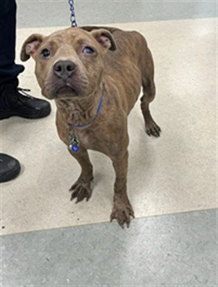 BEATRICE, an adoptable Staffordshire Bull Terrier in Van Nuys, CA