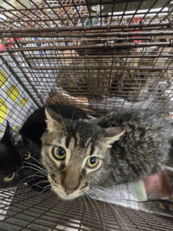 TOBY, an adoptable Domestic Medium Hair in Van Nuys, CA
