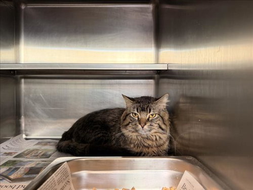 TOBY, Young Domestic Medium Hair (medium coat), cat for adoption in San Buenaventura (Ventura), California