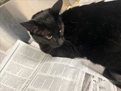 SNOOPY, an adoptable Domestic Short Hair in Van Nuys, CA