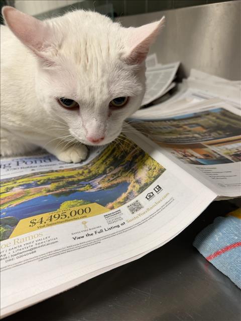 BIGGIE, Senior Domestic Short Hair (medium coat), cat for adoption in San Buenaventura (Ventura), California