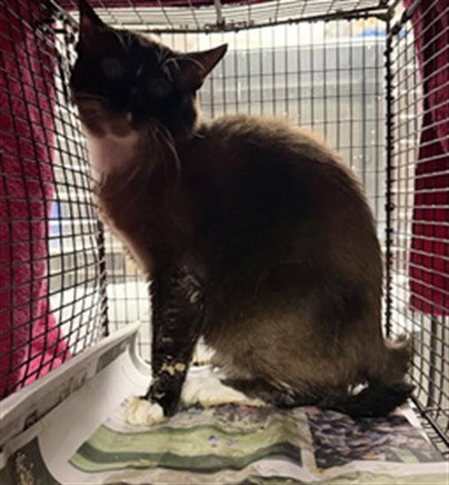 WILLIAM, Adult Siamese (medium coat), cat for adoption in San Buenaventura (Ventura), California