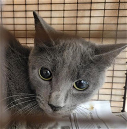 MOLLY, Adult Domestic Short Hair (medium coat), cat for adoption in San Buenaventura (Ventura), California