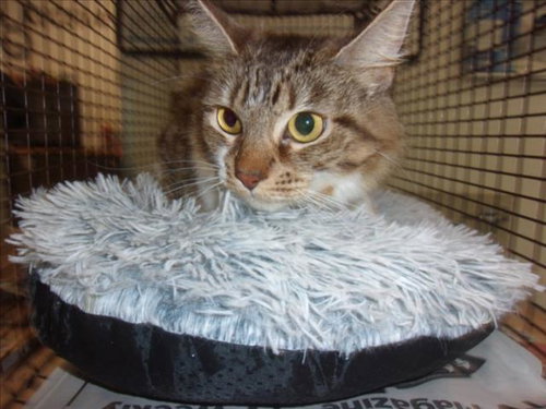 MILLIE, Adult Domestic Long Hair (medium coat), cat for adoption in San Buenaventura (Ventura), California
