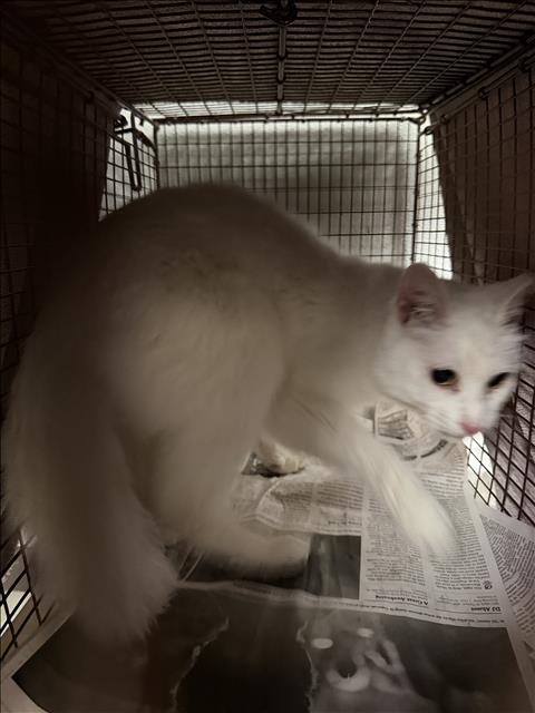 LIZZIE, Senior Domestic Short Hair (medium coat), cat for adoption in San Buenaventura (Ventura), California