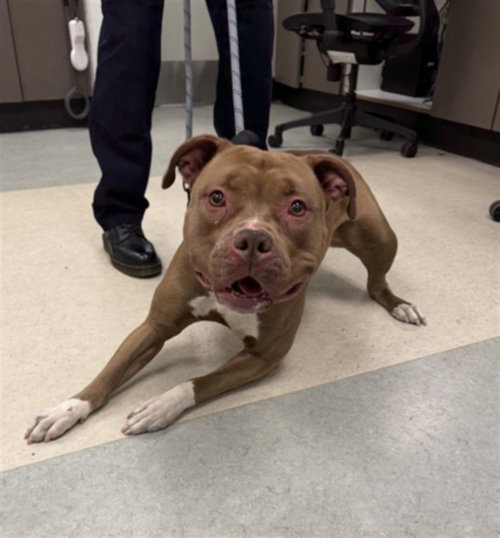 CHRISSY, an adoptable Pit Bull Terrier in Van Nuys, CA