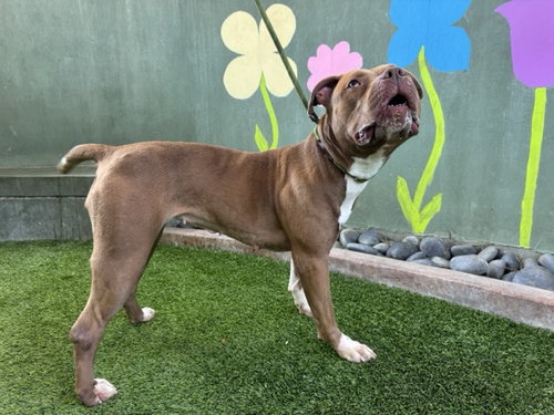 CHRISSY, an adoptable Pit Bull Terrier in Van Nuys, CA