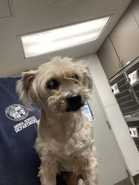 DALE, an adoptable Yorkshire Terrier Yorkie in Van Nuys, CA
