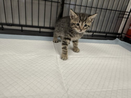 A2269433, Baby Domestic Short Hair (medium coat), cat for adoption in San Buenaventura (Ventura), California