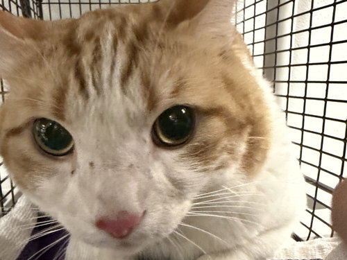 PHOENIX, Adult Domestic Short Hair (medium coat), cat for adoption in San Buenaventura (Ventura), California