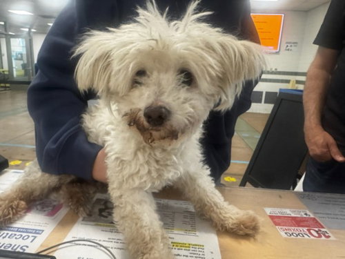JEAN, an adoptable Maltese in Van Nuys, CA