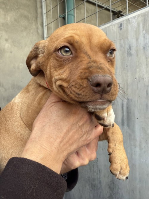 SCOUT, an adoptable Pit Bull Terrier in Van Nuys, CA