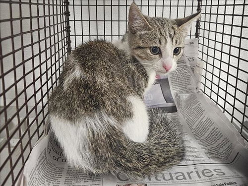 SMITH, an adoptable Domestic Short Hair in Van Nuys, CA