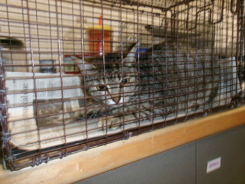 CARLA, Adult Domestic Short Hair (medium coat), cat for adoption in San Buenaventura (Ventura), California