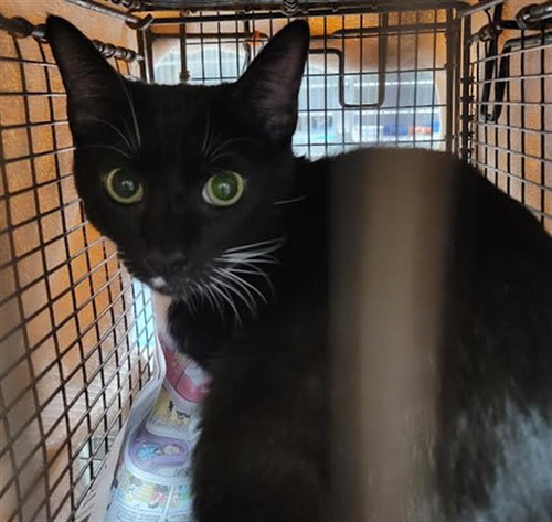 NATHAN, Young Domestic Short Hair (medium coat), cat for adoption in Paramount, California