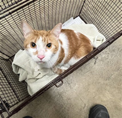 MICKEY, Adult Domestic Short Hair (medium coat), cat for adoption in Paramount, California