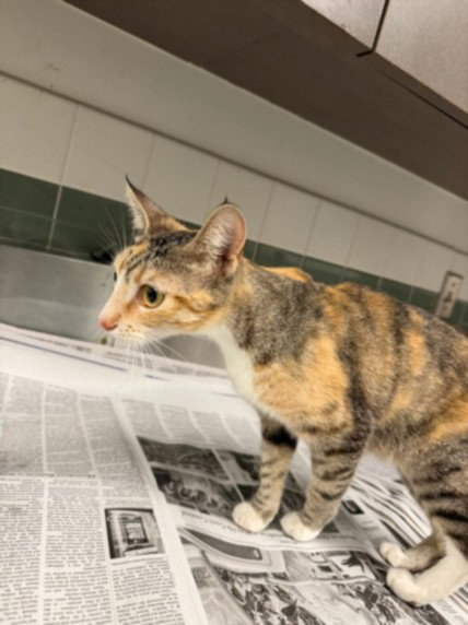 PAISLEY, Young Domestic Short Hair (medium coat), cat for adoption in San Buenaventura (Ventura), California
