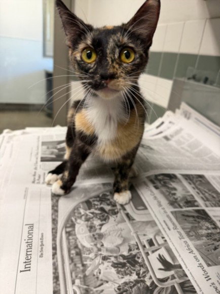 AUBREY, Young Domestic Short Hair (medium coat), cat for adoption in San Buenaventura (Ventura), California