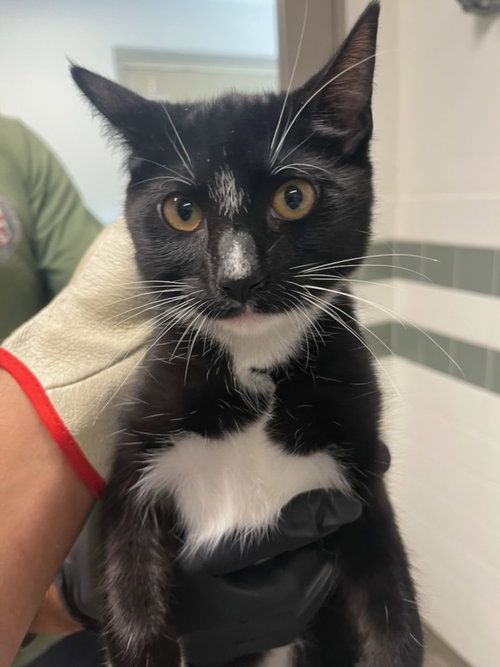 ALAMO, Young Domestic Medium Hair (medium coat), cat for adoption in San Buenaventura (Ventura), California