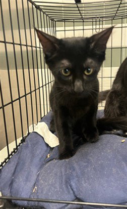 BISHOP, Baby Domestic Short Hair (medium coat), cat for adoption in Paramount, California
